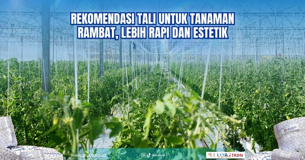 Rekomendasi Tali untuk Tanaman Rambat, Lebih Rapi dan Estetik<